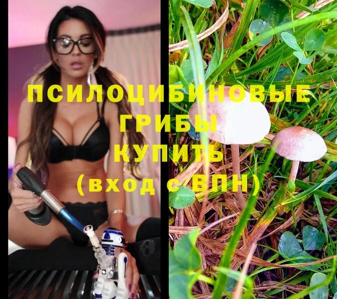 Псилоцибиновые грибы Psilocybe  где продают наркотики  Адыгейск 